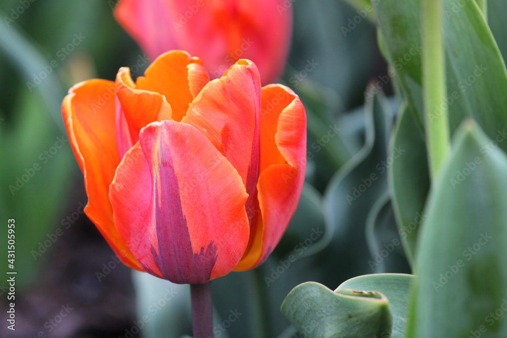Naklejka premium Orange and pink single triumph tulip 'Princess Irene' in flower