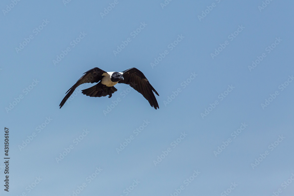 African Pied Crow flying isolated in blue sky in Vulpro rehabilitation center, South Africa; specie Corvus albus family of corvidae African Pied Crow flying isolated in blue sky in Vulpro rehabilitation center, South Africa; specie Corvus albus family of corvidae