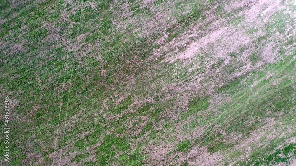 Frühlingserwachen im Wald - Kamerafahrt