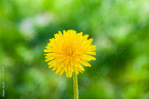 kulbaba on a green background. yellow flower on natural surface photo