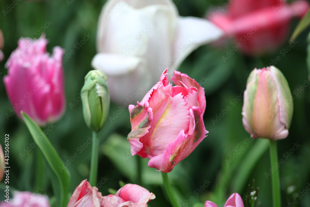 Dark pink parrot and 'Aladdin' tulips in flower