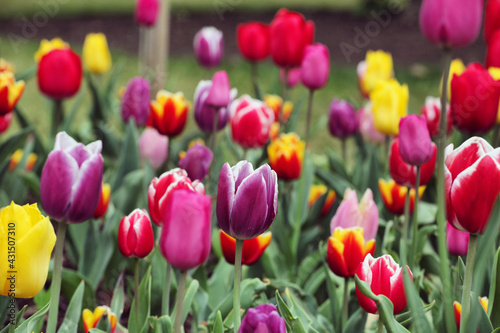 A variety of colourful tulips in flower