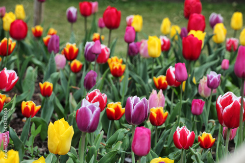 A variety of colourful tulips in flower