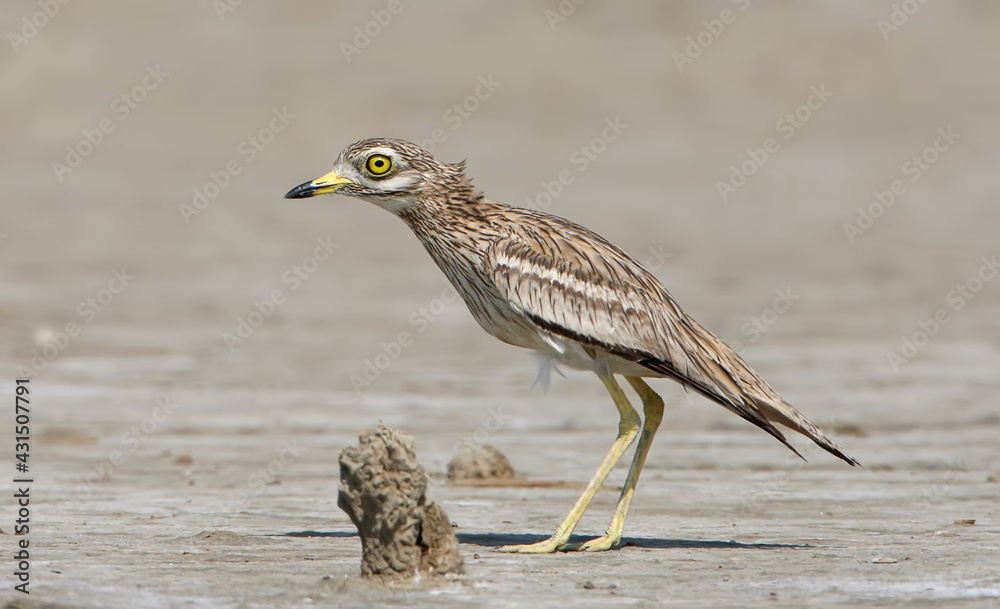 Fototapeta premium The stone curlew In the natural habitat.