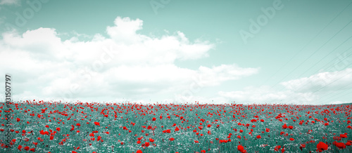 Red poppies on green field background.