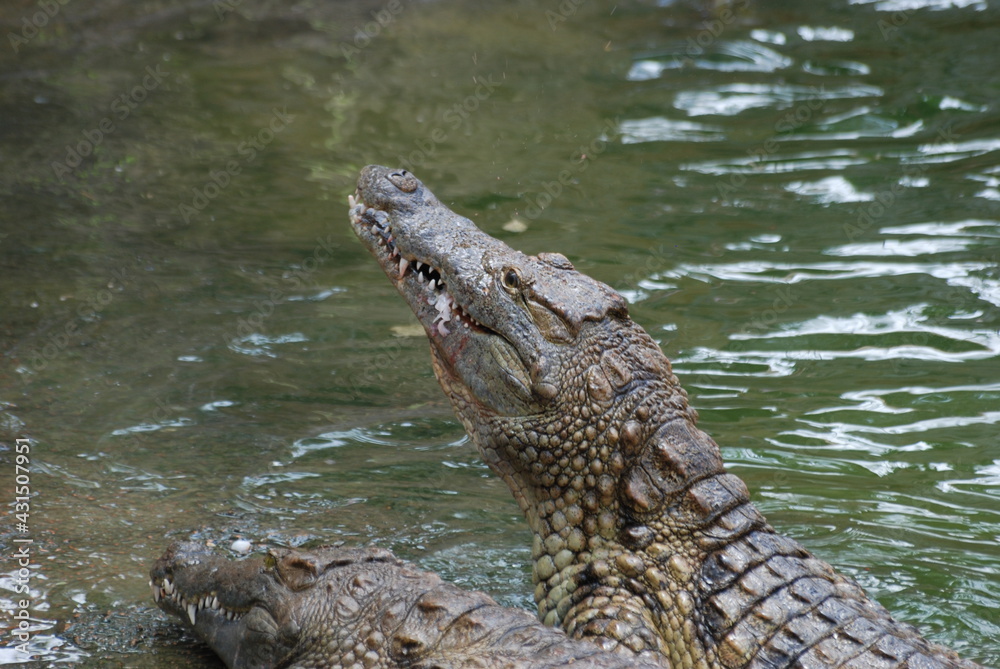 Obraz premium crocodile