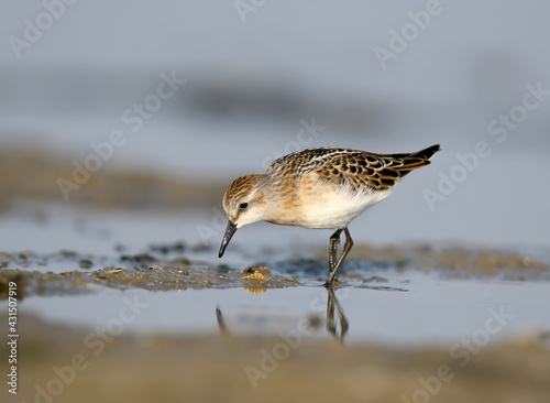 The little stint (Calidris minuta) feeding at shore. Soft morning light.