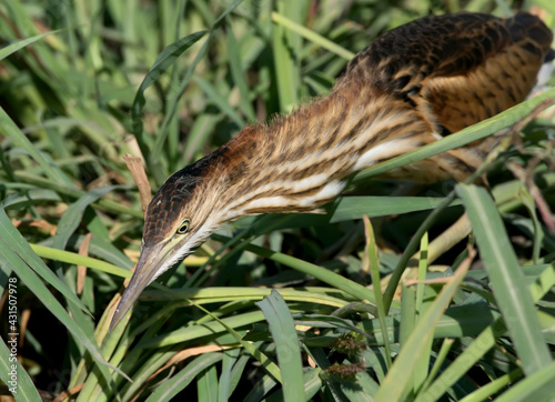 Young little bittern hunting on the reed. Close up and detailed photo