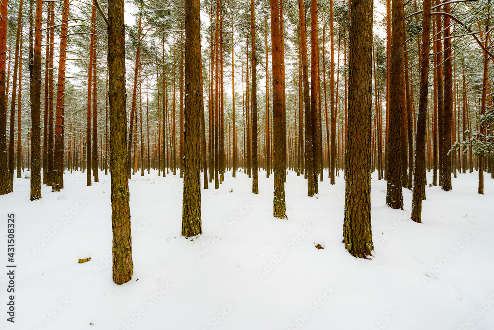 Trunks of trees in the winter pine forest. Russia, Europe. Beautiful nature. Trunks of trees in the winter pine forest. Russia, Europe. Beautiful nature.