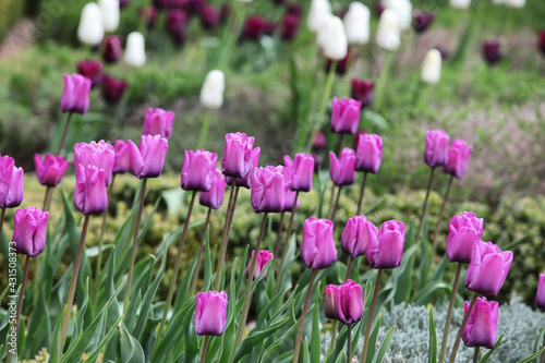 Single late tulip 'blue aimable' in flower