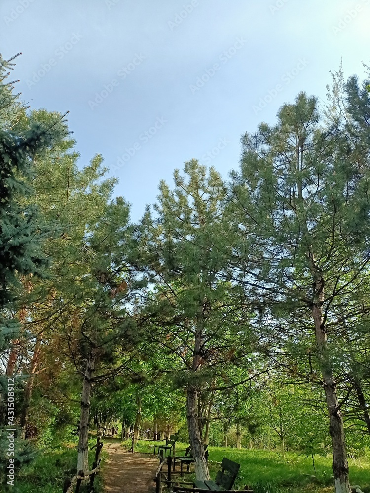 Obraz premium trees in the park