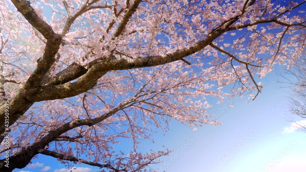 満開の桜 移動ショット 青空を背景に満開の桜が風に揺れる 満開の桜 移動ショット 青空を背景に満開の桜が風に揺れる