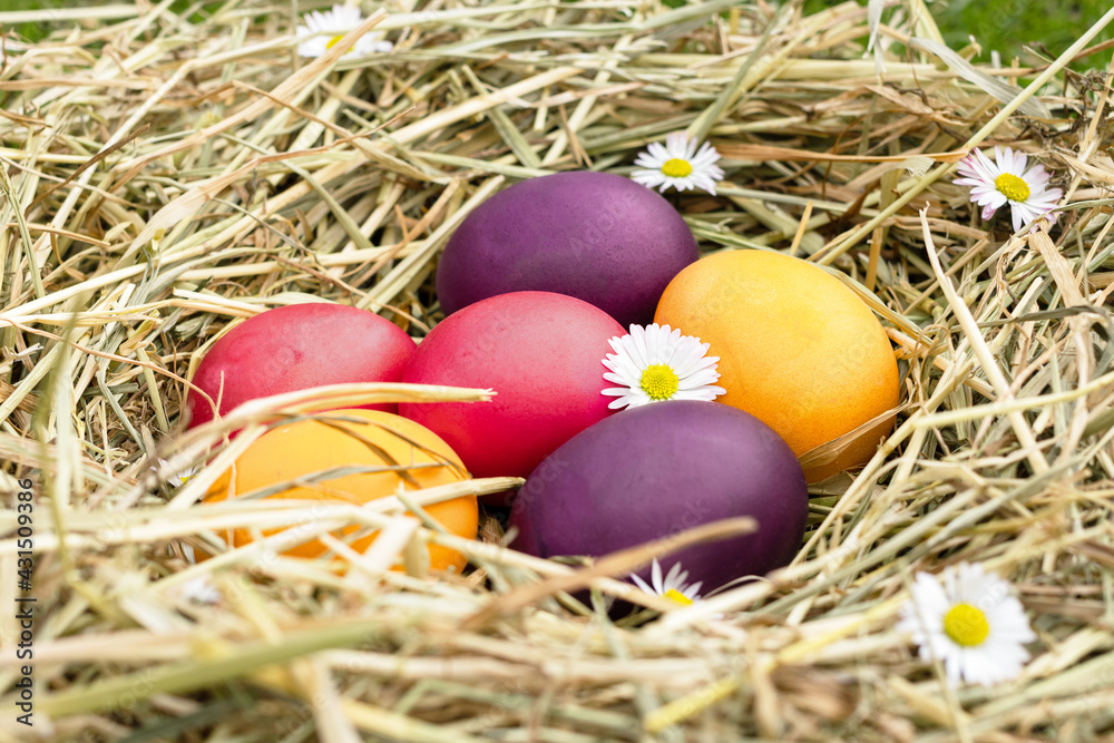 Colorful Easter eggs in a nest on the grass. Easter. Painting eggs. Easter rabbit. Colorful Easter eggs in a nest on the grass. Easter. Painting eggs. Easter rabbit.