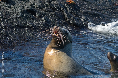 Sea lion in a tidal pool at Punta Espinoza, Fernandina Island, Galapagos, Ecuador photo