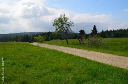Pole i łąka na granicy Polski i Słowacji