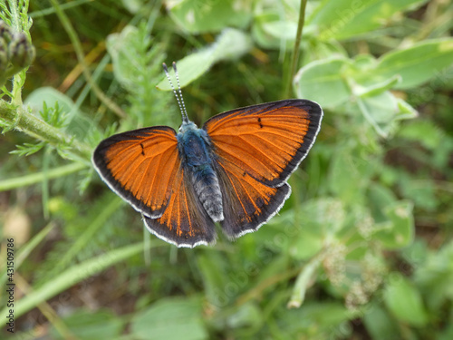 butterfly on a leaf