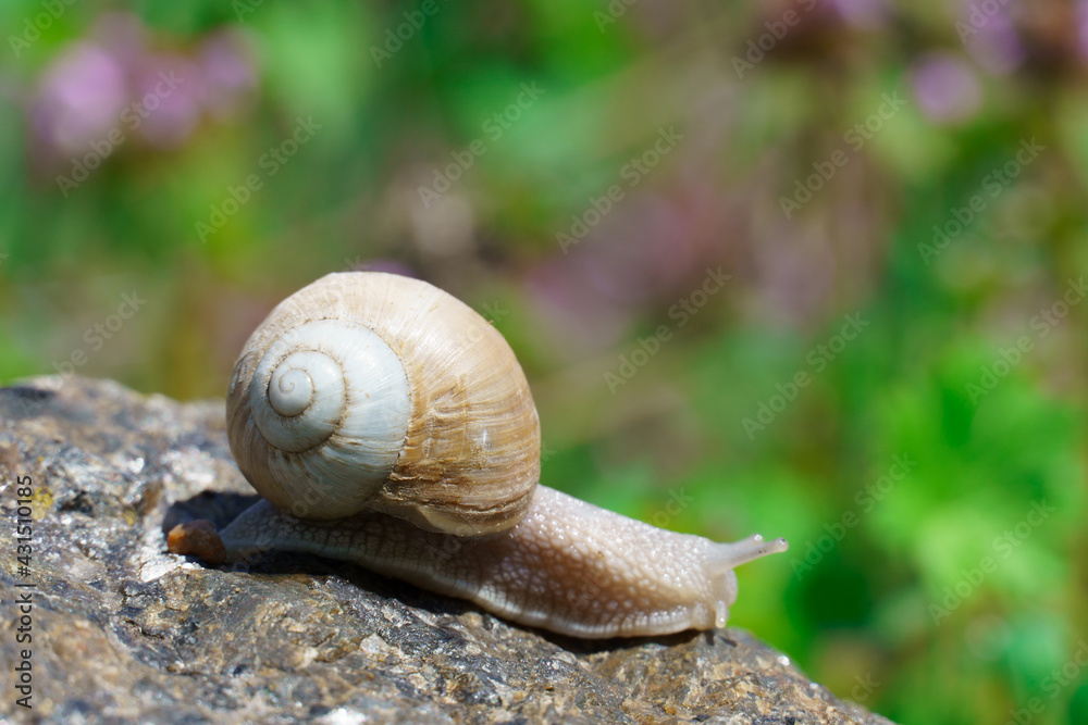 big snail crawling on the stone, spring day in the garden. big snail crawling on the stone, spring day in the garden.