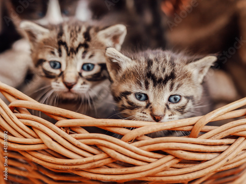 Two striped kittens sitting in a basket. Looking at the camera. Selective focus. Concept of adorable little pets