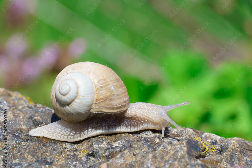 big snail crawling on the stone, spring day in the garden. big snail crawling on the stone, spring day in the garden.