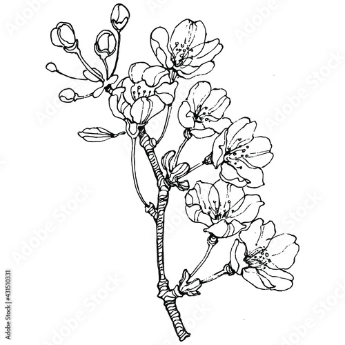 Sakura flower. Floral botanical flower. Isolated illustration element. Vector hand drawing wildflower for background, texture, wrapper pattern, frame or border.