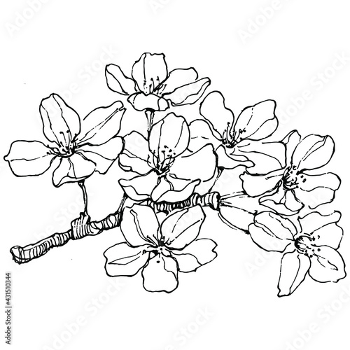 Sakura flower. Floral botanical flower. Isolated illustration element. Vector hand drawing wildflower for background, texture, wrapper pattern, frame or border.