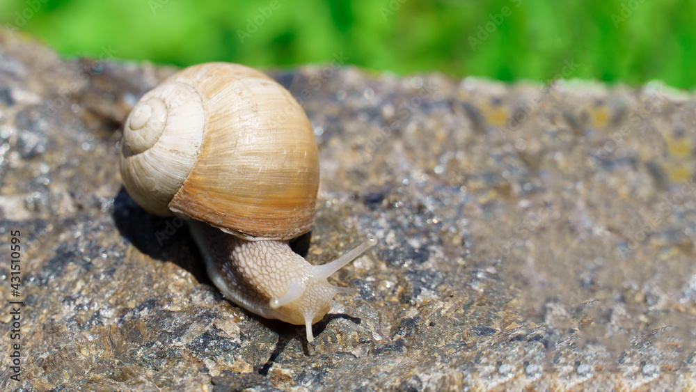 big snail crawling on the stone, spring day in the garden. big snail crawling on the stone, spring day in the garden.