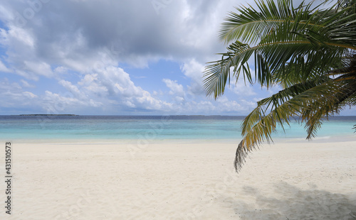 palm leaves on the shore of a tropical island