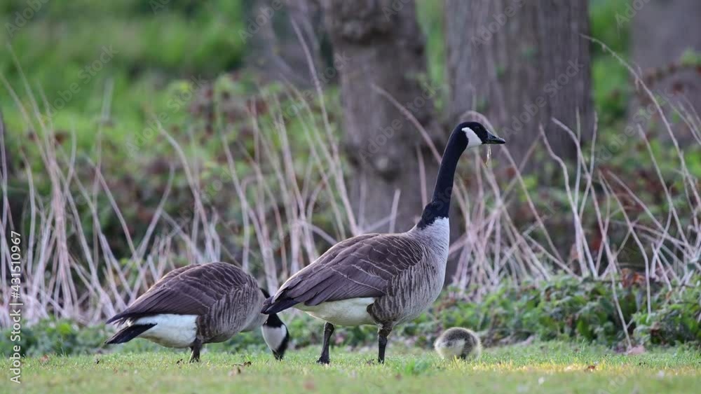 Canada goose family with goslings searchs food on the urban meadow, spring, (branta canadensis), germany Canada goose family with goslings searchs food on the urban meadow, spring, (branta canadensis), germany
