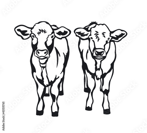 two cute cattle cow front view silhouette in black color