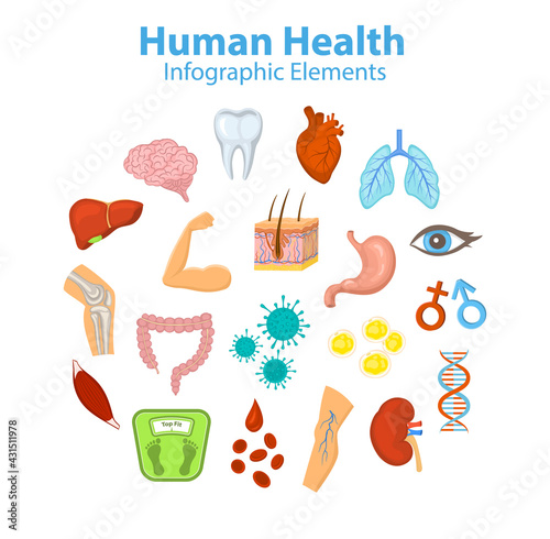 Human health infographics elements objects. Heart, brain, liver, lungs, stomach, intestine, skin hair structure, red blood cells, fat and immune cells, body parts, bones, joints, muscle, eyesight, dna