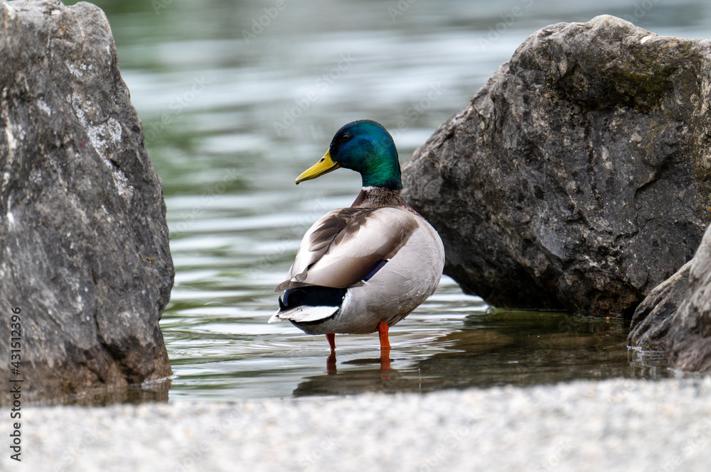 Enten am Werdenberger See Enten am Werdenberger See