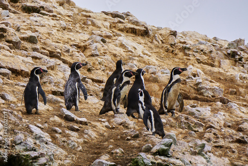 Humboldt Penguins- Spheniscus humboldti-Ballestas islands nature reserve, Peru