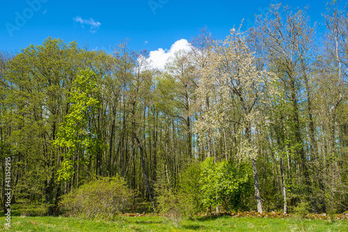 Fototapeta Naklejka Na Ścianę i Meble -  Lush grove of trees in the spring