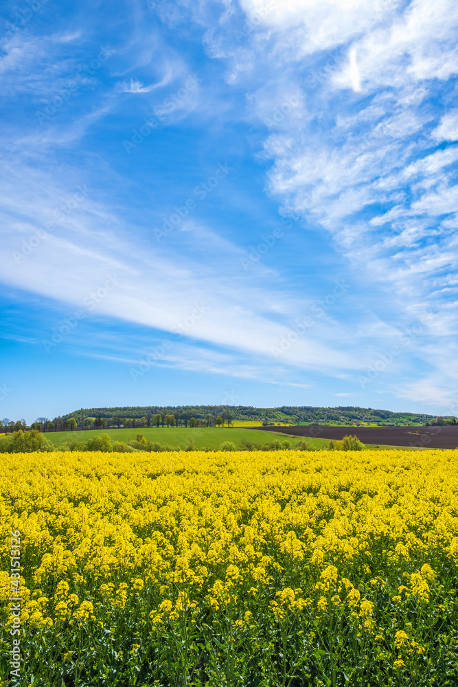 Awesome landscape view with flowering rapeseed Awesome landscape view with flowering rapeseed
