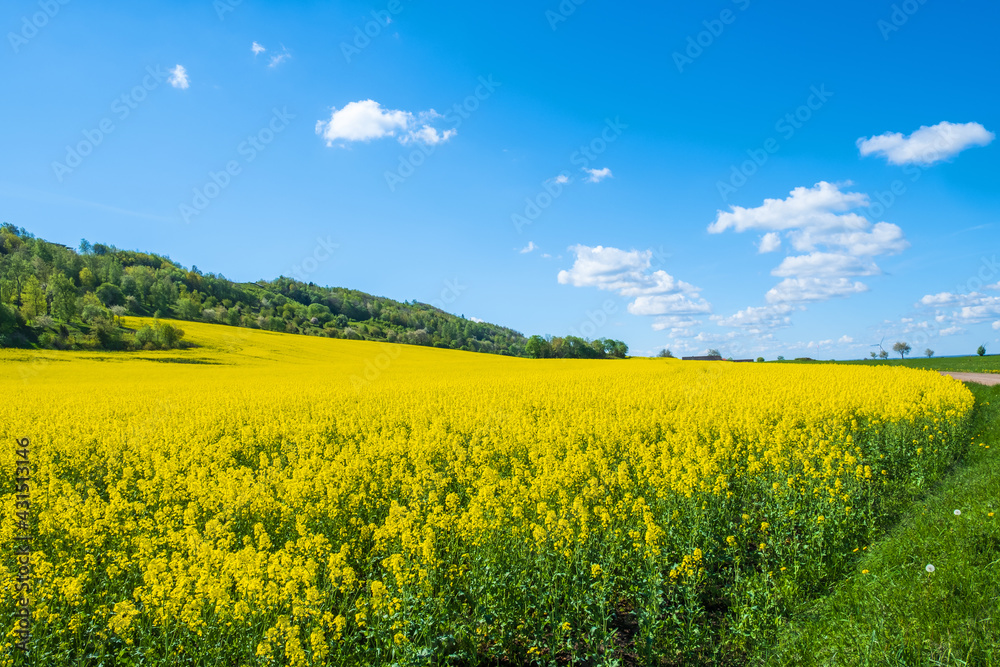 Flowering rapeseed field by a lush hill in the countryside