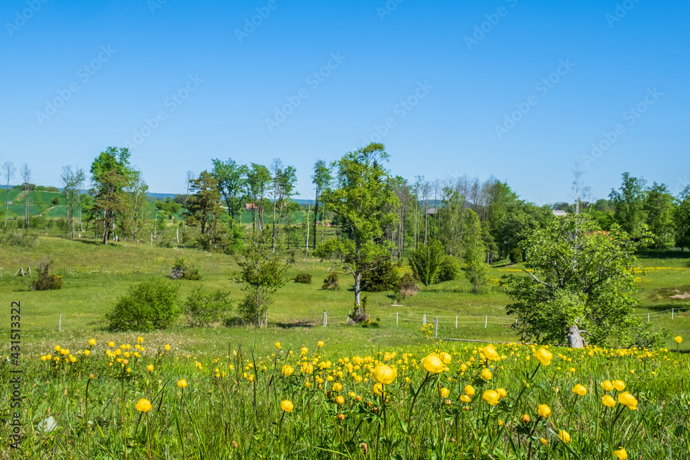Obraz premium Beautiful Globeflowers in a meadow landscape
