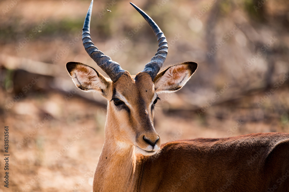 impala in the desert