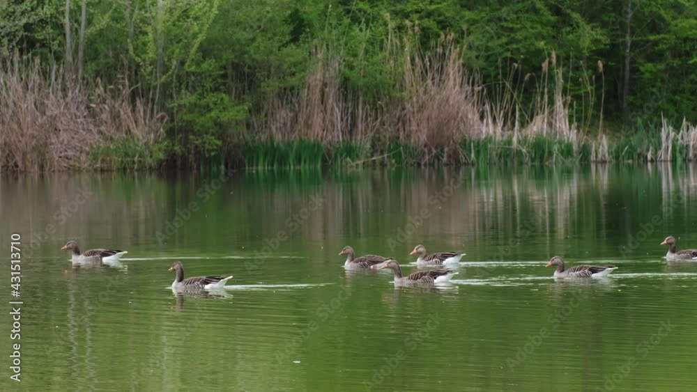 A group of Greylag Geese (Anser anser) swimming calm in a beautiful green pond on a cloudy spring day. The camera follows them. A man walking slowly in the background. 4k panning shot, right to left. A group of Greylag Geese (Anser anser) swimming calm in a beautiful green pond on a cloudy spring day. The camera follows them. A man walking slowly in the background. 4k panning shot, right to left.