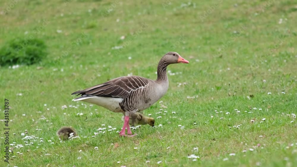 Greylag goose (Anser anser) family, mother and two cute fluffy little babies searching food in the fresh green grass on a cloudy spring day. Goose mother taking care of the chicks on the meadow. 4k Greylag goose (Anser anser) family, mother and two cute fluffy little babies searching food in the fresh green grass on a cloudy spring day. Goose mother taking care of the chicks on the meadow. 4k