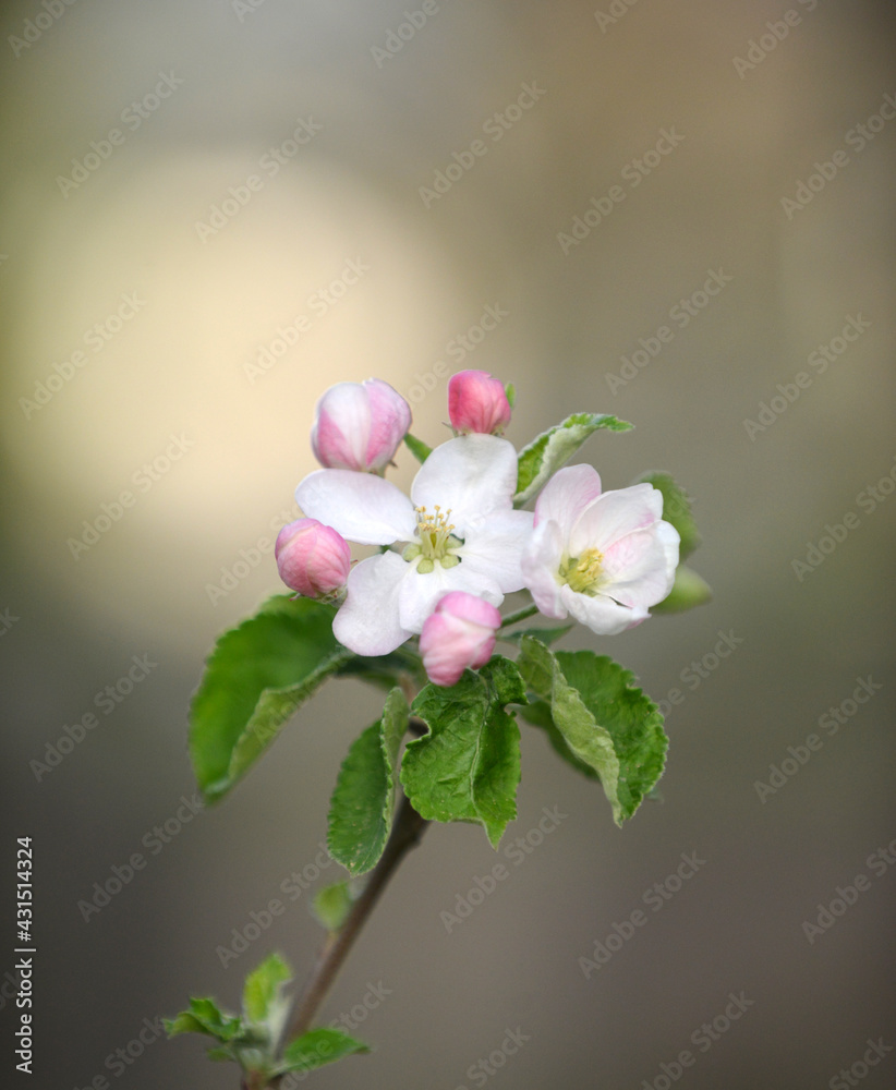 Fototapeta premium apple blossoms on the tree in orchard