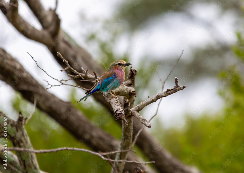 lilac breasted roller lilac breasted roller