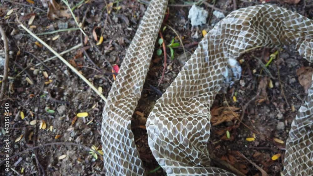 The Indian rat snake, Ptyas mucosa also known as Dhaman snake shed skin on the ground. When snakes grow, their skin does not, so they outgrow it. When this happens, they shed their outer layer of skin The Indian rat snake, Ptyas mucosa also known as Dhaman snake shed skin on the ground. When snakes grow, their skin does not, so they outgrow it. When this happens, they shed their outer layer of skin