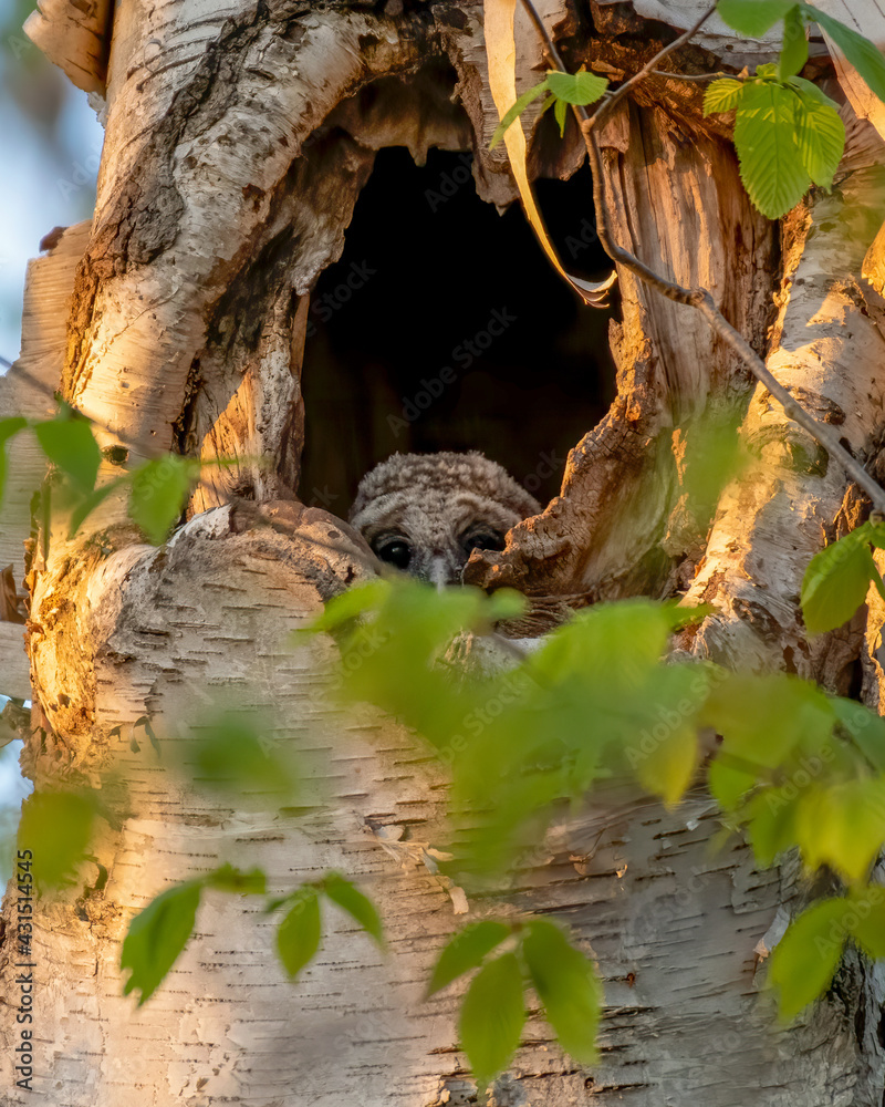 Cute owlet peeking out from its nest in the trunk of a tall birch tree. Its sibling is further down in the cavity. Vertical closeup photo - Ottawa, Ontario, Canada