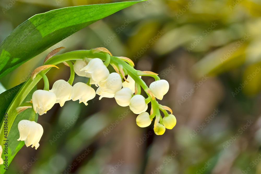 brin de muguet en gros plan brin de muguet en gros plan
