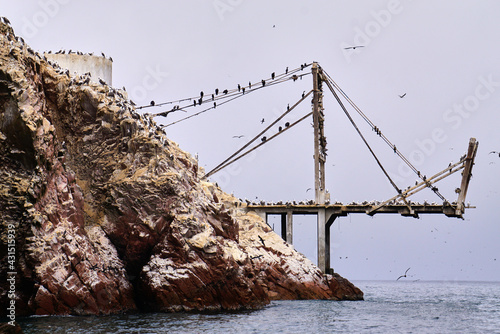 Peruvian Boobies on a structure at Ballestas islands nature reserve, Peru