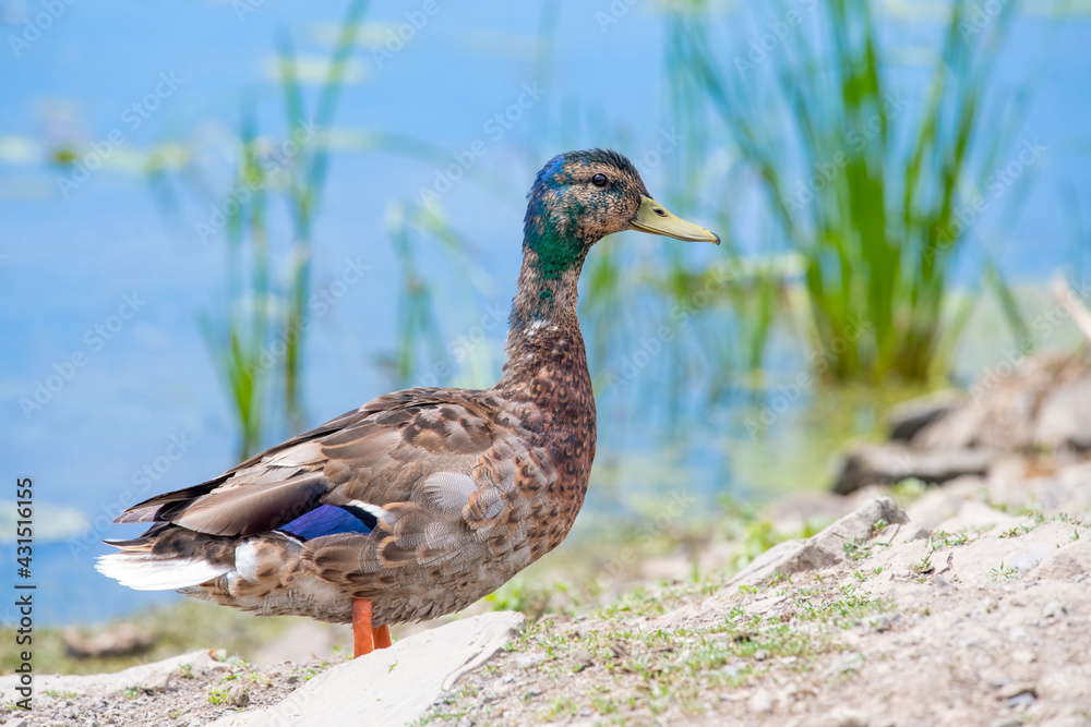 Cute young mallard with partial adult colouring on his head, standing by a lake with tall grasses in the background Cute young mallard with partial adult colouring on his head, standing by a lake with tall grasses in the background