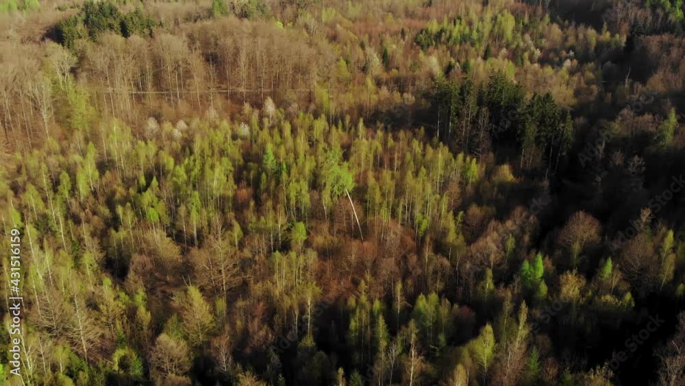 Aerial flyover idyllic forest landscape with green pine trees during sunny day in autumn. Aerial flyover idyllic forest landscape with green pine trees during sunny day in autumn.