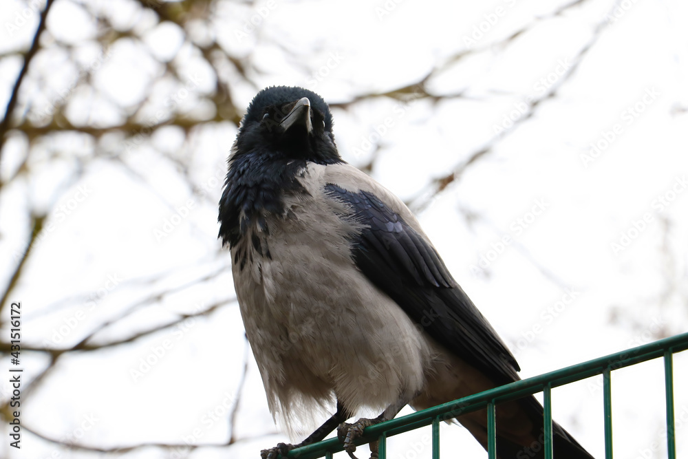 Close-up of a black crow sitting on a fence. Close-up of a black crow sitting on a fence.