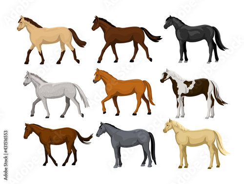 Different horses set in different coat colors: black, chestnut, dapple grey, dun, bay , cream, buckskin, palomino , tobiano paint pattern