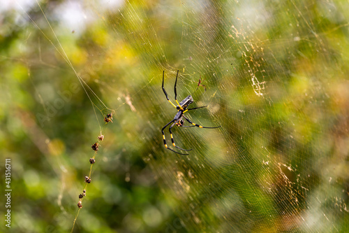 Golden ord web spider 